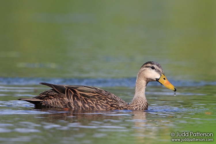 Mottled Duck, Peaceful Waters Sanctuary, Florida, United States